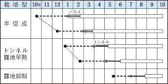 タキイ千両２号作型