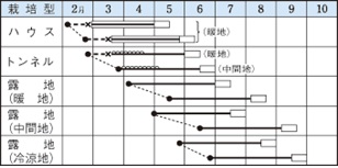 タキイ早生黒頭巾作型