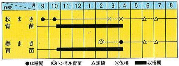 トキタ赤ひげ作型