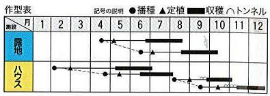 トキタバンビーノ作型