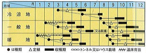 トキタ美味タス作型