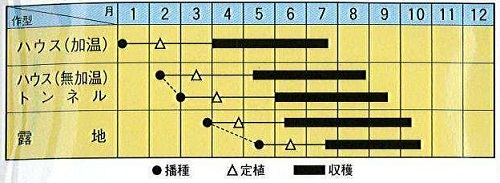 トキタにがにがくん作型