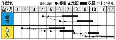トキタパッローネ作型