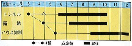 トキタレディーフィンガー作型