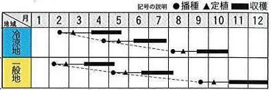 トキタローマロッソ作型