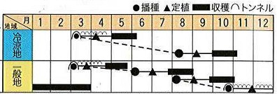 トキタサレント作型