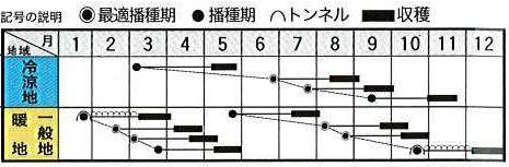 トキタスティッキオ作型