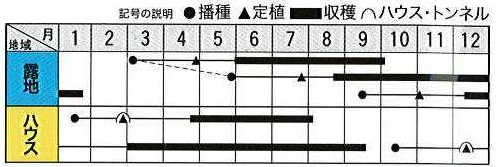 トキタヴィットリア作型