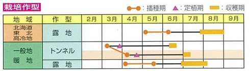 恋姫作型