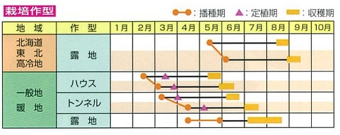 サッポロミドリ作型