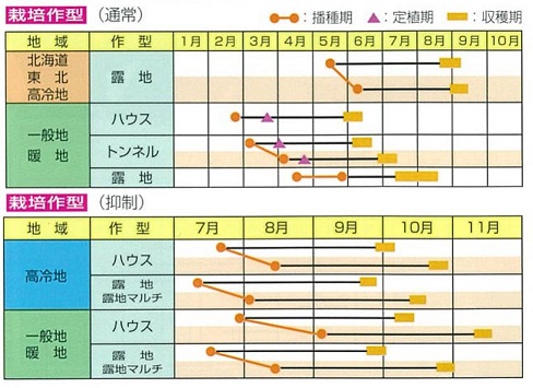 サヤムスメ作型