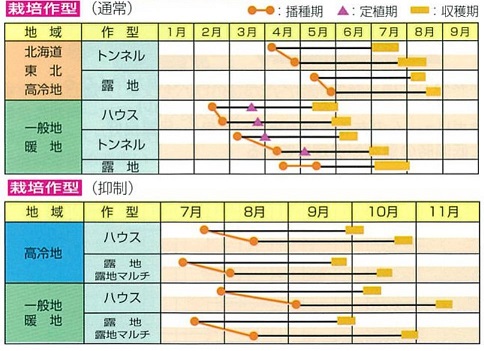 莢音作型