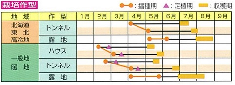 月夜音作型