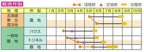 ユキムスメ作型