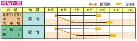 雪音　作型