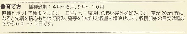 有機種子赤バジル