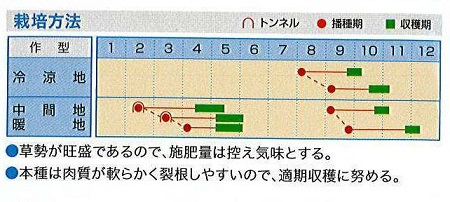 百万石青首作型