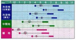 赤い坊ちゃん作型