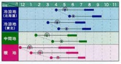 白い坊ちゃん作型