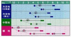 くりじまん作型