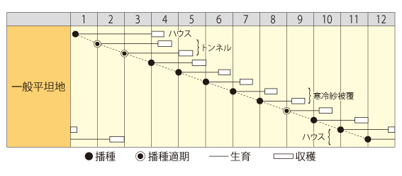 味サラダ蕪作型
