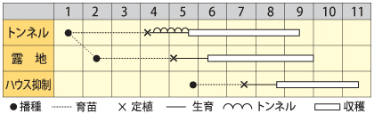 京まんじゅう作型