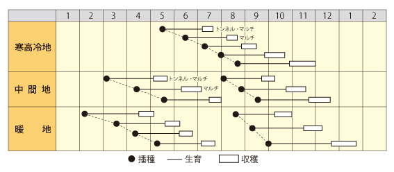 サラダ大根（味わらべ）作型