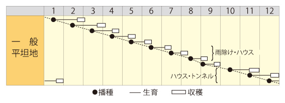 サラダ小松菜作型