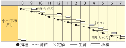 サラダミブナ作型