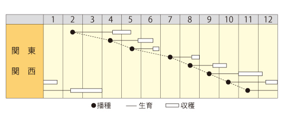 サラダ春菊作型