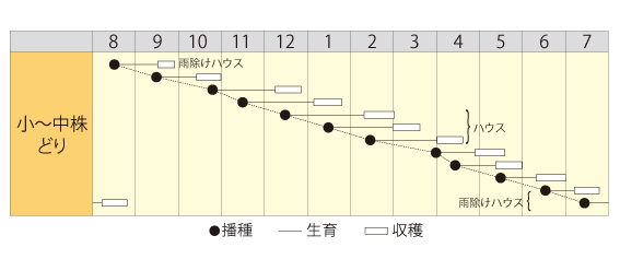 早生はりはり京水菜６０５作型