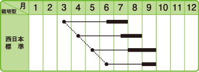 赤ちりめんしそ作型