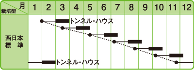 おたふく山東菜作型