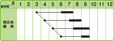 芳香裏しそ作型