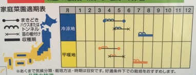 サンライズ作型