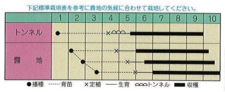 縞むらさき作型