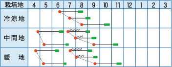 耐病夏富士作型