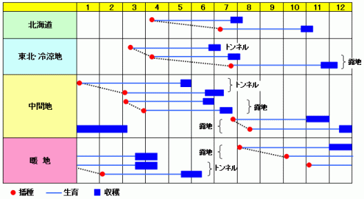 べによし作型