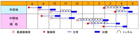 マーメイド７作型