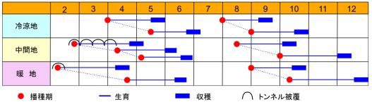 まるちゃん作型