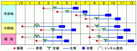 ノースベル作型