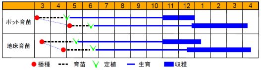 ポトフ作型