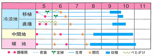 郷の香の作型