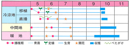 千葉半立作型