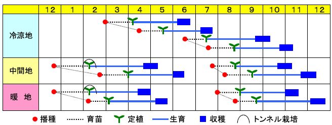 ｳｲﾝﾍﾞﾙ作型